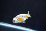 Baby Ranchu  Calico 3 Inch (ID#827R13c-30) Free2Day SHIPPING