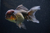 Thai Oranda  Bronze 5 Inch (ID#1101To1b-64) Free2Day SHIPPING