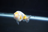 Baby Ranchu  Calico 3 Inch (ID#827R13c-30) Free2Day SHIPPING