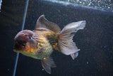 Thai Oranda  Bronze 5 Inch (ID#1101To1b-64) Free2Day SHIPPING