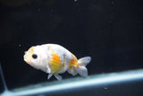 Baby Ranchu  Calico 3 Inch (ID#827R13c-30) Free2Day SHIPPING