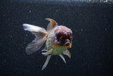 Thai Oranda  Bronze 5 Inch (ID#1101To1b-64) Free2Day SHIPPING