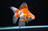 Ryukin Long Tail Red White 4.5 Inch (ID#228Ry8a-13) Free2Day SHIPPING