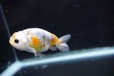 Baby Ranchu  Calico 3 Inch (ID#827R13c-30) Free2Day SHIPPING