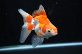 Ryukin Long Tail Red White 4.5 Inch (ID#228Ry8a-13) Free2Day SHIPPING