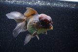 Thai Oranda  Bronze 5 Inch (ID#1101To1b-64) Free2Day SHIPPING