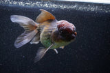 Thai Oranda  Bronze 5 Inch (ID#1101To1b-64) Free2Day SHIPPING