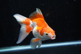 Ryukin Long Tail Red White 4.5 Inch (ID#228Ry8a-13) Free2Day SHIPPING