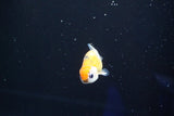 Baby Ranchu  Calico 2.5 Inch (ID#827R13c-31) Free2Day SHIPPING