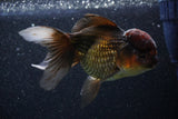 Thai Oranda  Bronze 5 Inch (ID#1101To1b-64) Free2Day SHIPPING