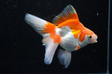 Ryukin Long Tail Red White 4.5 Inch (ID#228Ry8a-13) Free2Day SHIPPING