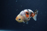 Juvenile Ranchu  Calico 3.5 Inch (ID#1217R9b-60) Free2Day SHIPPING