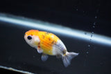 Baby Ranchu  Calico 2.5 Inch (ID#827R13c-31) Free2Day SHIPPING