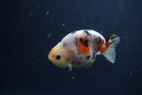 Juvenile Ranchu  Calico 3.5 Inch (ID#1217R9b-60) Free2Day SHIPPING