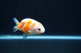 Juvenile Ranchu  Red White 2.5 Inch (ID#408R9b-56) Free2Day SHIPPING