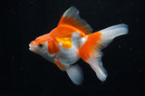 Ryukin Long Tail Red White 4.5 Inch (ID#228Ry8a-13) Free2Day SHIPPING
