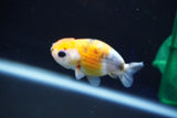 Baby Ranchu  Calico 2.5 Inch (ID#827R13c-31) Free2Day SHIPPING