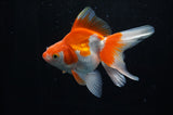 Ryukin Long Tail Red White 4.5 Inch (ID#228Ry8a-13) Free2Day SHIPPING