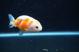 Juvenile Ranchu  Red White 2.5 Inch (ID#408R9b-56) Free2Day SHIPPING