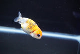 Baby Ranchu  Calico 2.5 Inch (ID#827R13c-31) Free2Day SHIPPING