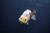 Juvenile Ranchu  Calico 3.5 Inch (ID#1217R9b-60) Free2Day SHIPPING