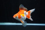 Ryukin Long Tail Red White 4.5 Inch (ID#228Ry8a-13) Free2Day SHIPPING