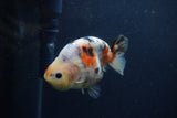 Juvenile Ranchu  Calico 3.5 Inch (ID#1217R9b-60) Free2Day SHIPPING