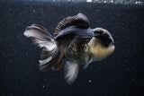 Thai Oranda  Panda 5 Inch (ID#1101To1b-65) Free2Day SHIPPING