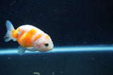 Juvenile Ranchu  Red White 2.5 Inch (ID#408R9b-56) Free2Day SHIPPING