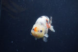 Juvenile Ranchu  Calico 3.5 Inch (ID#1217R9b-60) Free2Day SHIPPING