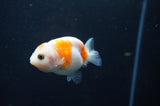 Juvenile Ranchu  Red White 2.5 Inch (ID#408R9b-56) Free2Day SHIPPING