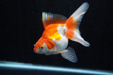 Ryukin Long Tail Red White 4.5 Inch (ID#228Ry8a-13) Free2Day SHIPPING