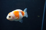 Juvenile Ranchu  Red White 2.5 Inch (ID#408R9b-56) Free2Day SHIPPING