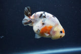 Juvenile Ranchu  Calico 3.5 Inch (ID#1217R9b-60) Free2Day SHIPPING