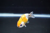 Baby Ranchu  Calico 2.5 Inch (ID#827R13c-31) Free2Day SHIPPING