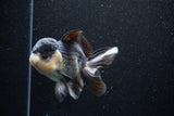 Thai Oranda  Panda 5 Inch (ID#1101To1b-65) Free2Day SHIPPING