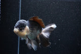 Thai Oranda  Panda 5 Inch (ID#1101To1b-65) Free2Day SHIPPING