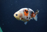 Juvenile Ranchu  Calico 3.5 Inch (ID#1217R9b-60) Free2Day SHIPPING