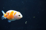 Juvenile Ranchu  Red White 2.5 Inch (ID#408R9b-56) Free2Day SHIPPING