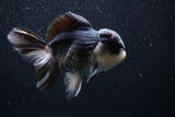 Thai Oranda  Panda 5 Inch (ID#1101To1b-65) Free2Day SHIPPING