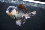 Thai Oranda  Panda 5 Inch (ID#1101To1b-65) Free2Day SHIPPING