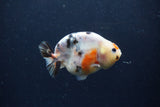 Juvenile Ranchu  Calico 3.5 Inch (ID#1217R9b-60) Free2Day SHIPPING