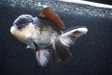 Thai Oranda  Panda 5 Inch (ID#1101To1b-65) Free2Day SHIPPING