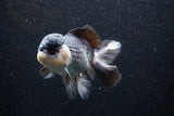 Thai Oranda  Panda 5 Inch (ID#1101To1b-65) Free2Day SHIPPING