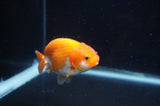 Juvenile Ranchu  Red White 3 Inch (ID#408R9b-57) Free2Day SHIPPING