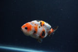 Juvenile Ranchu  Calico 3.5 Inch (ID#1217R9b-61) Free2Day SHIPPING