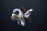 Thai Oranda  Panda 5 Inch (ID#1101To1b-65) Free2Day SHIPPING