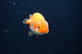 Juvenile Ranchu  Red White 3 Inch (ID#408R9b-57) Free2Day SHIPPING