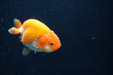 Juvenile Ranchu  Red White 3 Inch (ID#408R9b-57) Free2Day SHIPPING