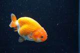 Juvenile Ranchu  Red White 3 Inch (ID#408R9b-57) Free2Day SHIPPING